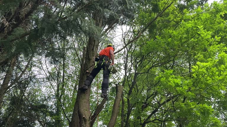 How Our Tree Care Process Works  in Enon, VA